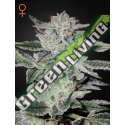 10 UND FEM - SWEET VALLEY KUSH GREEN HOUSE 10 UND FEMINIZADAS
