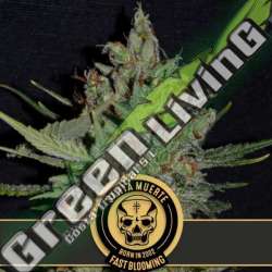9 UND FEM - SANTA MUERTE FBV BLIMBURN SEEDS 9 UND FEMINIZADAS