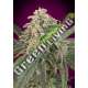 10 UND FEM - AMNESIA AUTO XXL ADVANCED SEEDS 10 UND FEM