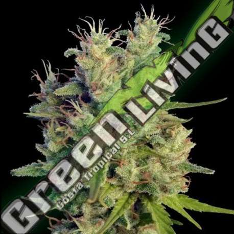 5 UND FEM - SUPER MALAWI HAZE ACE SEEDS 5 UND FEMINIZADAS