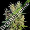 5 UND FEM - SUPER MALAWI HAZE ACE SEEDS 5 UND FEMINIZADAS