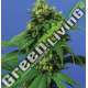 10 UND REG - WRECKAGE T.H. SEEDS 10 UND REGULARES