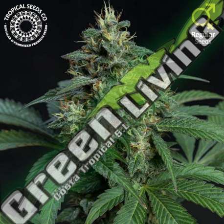 10 UND REG - GREENADE TROPICAL SEEDS 10 UND REGULARES