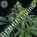 10 UND REG - GREENADE TROPICAL SEEDS 10 UND REGULARES