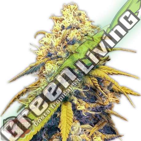 10 UND FEM - STRAWBERRY CAKE AUTO HEAVYWEIGHT SEEDS 10 UND FEMINIZADAS