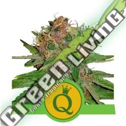 10 UND FEM - PURPLE QUEEN AUTO ROYAL QUEEN 10 UND FEMINIZADA