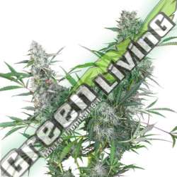 24 UND REG - CREEPER SUPER SATIVA SEED CLUB 24 UND REGULARES