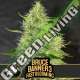9 UND FEM - BRUCE BANNER 3 FBV BLIMBURN SEEDS 9 UND FEMINIZADAS