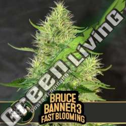 9 UND FEM - BRUCE BANNER 3 FBV BLIMBURN SEEDS 9 UND FEMINIZADAS
