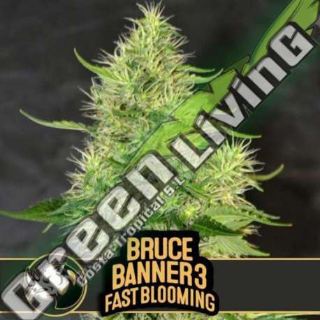 9 UND FEM - BRUCE BANNER 3 FBV BLIMBURN SEEDS 9 UND FEMINIZADAS