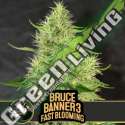 9 UND FEM - BRUCE BANNER 3 FBV BLIMBURN SEEDS 9 UND FEMINIZADAS