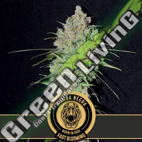9 UND FEM - MAMBA NEGRA FBV BLIMBURN SEEDS 9 UND FEMINIZADAS