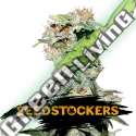 25 UND FEM - CBD CRITICAL XXL AUTO SEEDSTOCKERS 25 UND FEMINIZADAS