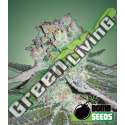 10 UND FEM - BANANA BOMB BOMB SEEDS 10 UND FEMINIZADAS