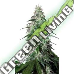 10 UND FEM - PULSAR (BLISTER) BUDDHA SEEDS 10 UND FEMINIZADAS