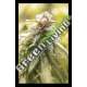 6 UND FEM - CBD AFGHANI HOUSE OF THE GREAT GARDENER FEMINIZADA 6 UND