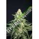6 UND FEM - LAVENDER BARB HOUSE OF THE GREAT GARDENER FEMINIZADA 6 UND