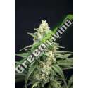 6 UND FEM - LAVENDER BARB HOUSE OF THE GREAT GARDENER FEMINIZADA 6 UND