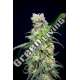 6 UND FEM - RAINBOW BARB HOUSE OF THE GREAT GARDENER FEMINIZADA 6 UND