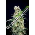 6 UND FEM - RAINBOW BARB HOUSE OF THE GREAT GARDENER FEMINIZADA 6 UND