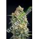 6 UND FEM - STICKY BARB HOUSE OF THE GREAT GARDENER FEMINIZADA 6 UND