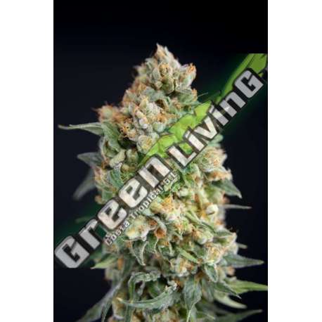 6 UND FEM - STICKY BARB HOUSE OF THE GREAT GARDENER FEMINIZADA 6 UND