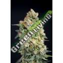 6 UND FEM - STICKY BARB HOUSE OF THE GREAT GARDENER FEMINIZADA 6 UND