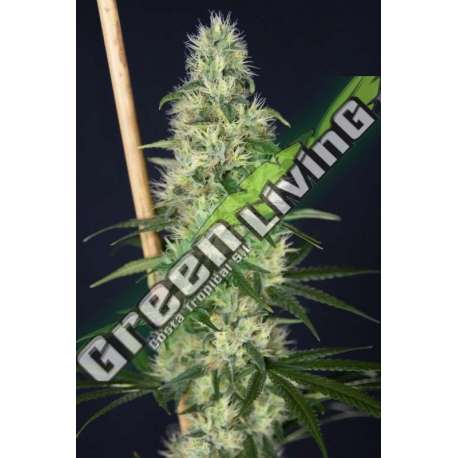 6 UND FEM - ISLAND SWEET BARB HOUSE OF THE GREAT GARDENER FEMINIZADA 6 UND