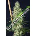6 UND FEM - ISLAND SWEET BARB HOUSE OF THE GREAT GARDENER FEMINIZADA 6 UND
