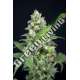 6 UND FEM - GRAPEFRUIT BARB HOUSE OF THE GREAT GARDENER FEMINIZADA 6 UND