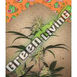 10 UND FEM - GRAPE AMNESIA FEMALE SEEDS 10 UND FEMINIZADAS