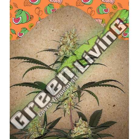 10 UND FEM - GRAPE AMNESIA FEMALE SEEDS 10 UND FEMINIZADAS