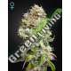 10 UND FEM - KING'S KUSH AUTO CBD GREEN HOUSE 10 UND FEMINIZADAS