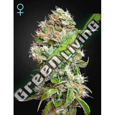 10 UND FEM - KING'S KUSH AUTO CBD GREEN HOUSE 10 UND FEMINIZADAS