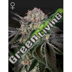 10 UND FEM - WONDER PIE GREEN HOUSE 10 UND FEMINIZADAS