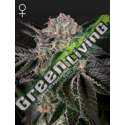 10 UND FEM - WONDER PIE GREEN HOUSE 10 UND FEMINIZADAS