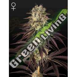 10 UND FEM - KONG'S KRUSH GREEN HOUSE 10 UND FEMINIZADAS