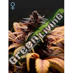 10 UND FEM - DEEP CANDY GREEN HOUSE 10 UND FEMINIZADAS