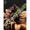 10 UND FEM - DEEP CANDY GREEN HOUSE 10 UND FEMINIZADAS