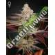 10 UND FEM - CHEMICAL BRIDE GREEN HOUSE 10 UND FEMINIZADAS