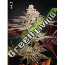 10 UND FEM - CHEMICAL BRIDE GREEN HOUSE 10 UND FEMINIZADAS