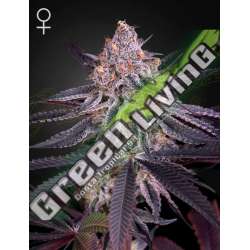 10 UND FEM - KING'S JUICE GREEN HOUSE 10 UND FEMINIZADAS