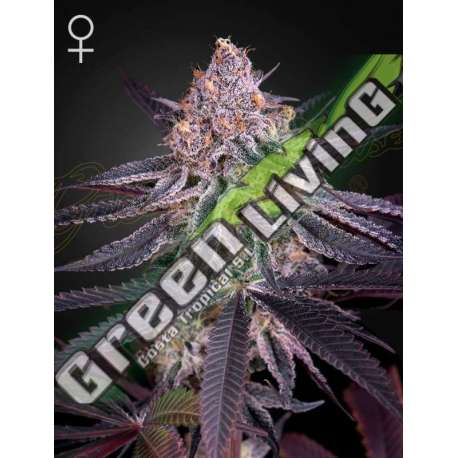 10 UND FEM - KING'S JUICE GREEN HOUSE 10 UND FEMINIZADAS