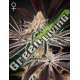 10 UND FEM - DARK PHOENIX GREEN HOUSE 10 UND FEMINIZADAS