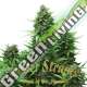 10 UND FEM - TURING AUTOFLOWERING SUPER STRAINS 10 UND FEMINIZADA