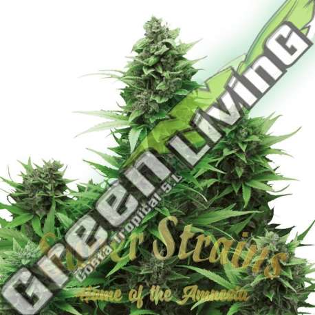 10 UND FEM - TURING AUTOFLOWERING SUPER STRAINS 10 UND FEMINIZADA