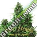 10 UND FEM - TURING AUTOFLOWERING SUPER STRAINS 10 UND FEMINIZADA
