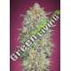 10 UND FEM - GELATO 33 ADVANCED SEEDS 10 UND FEM