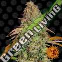 10 UND FEM - ZKITTLEZ OG AUTO BARNEY'S FARM 10 UND FEMINIZADAS