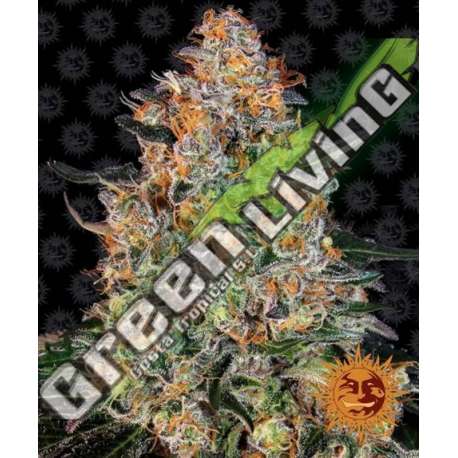 10 UND FEM - BUBBA KUSH BARNEY'S FARM 10 UND FEMINIZADAS
